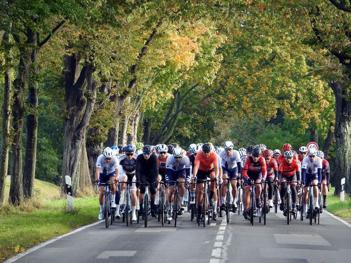 Eine Gruppe Rennradfahrer fährt eine Allee entlang.