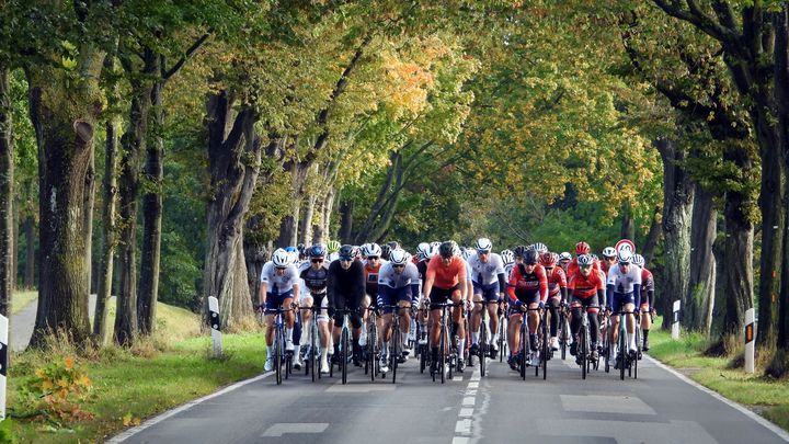 Eine Gruppe Rennradfahrer fährt eine Allee entlang.