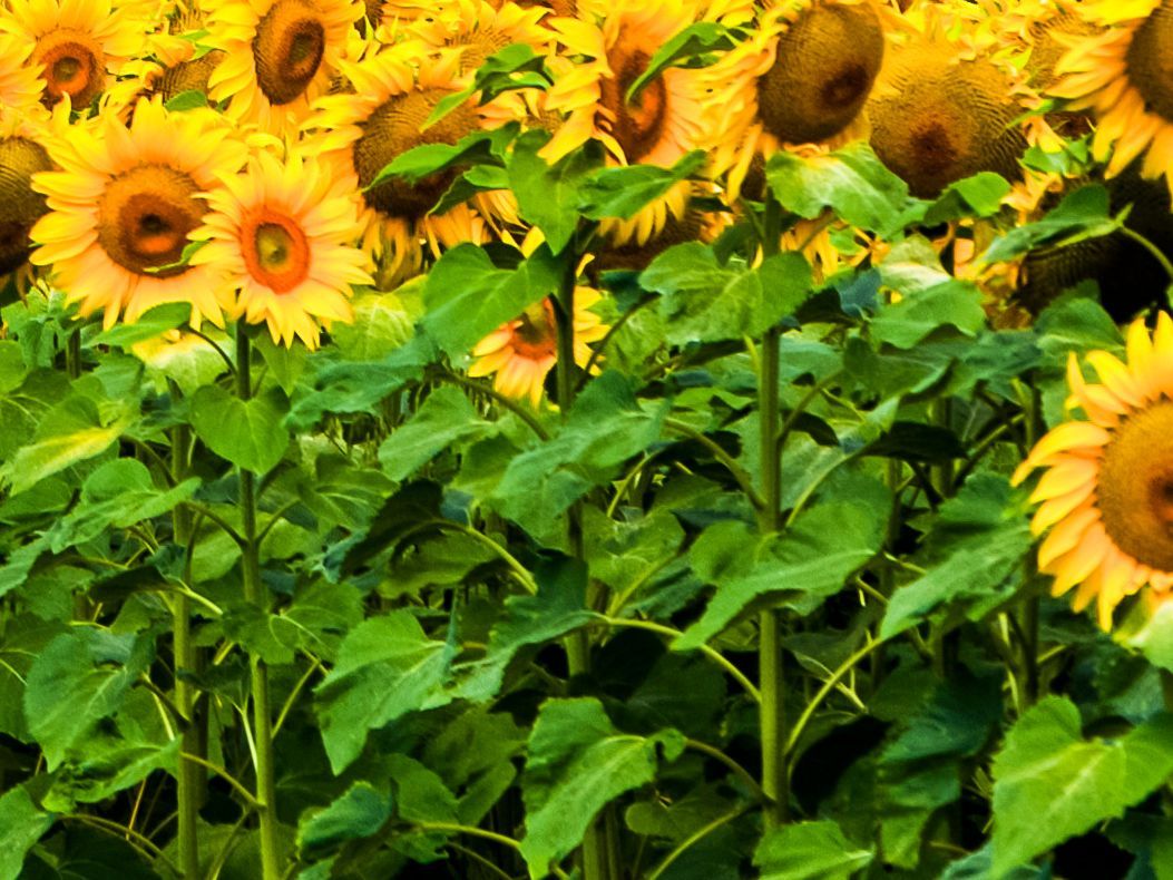 Ein endloses Feld von leuchtenden Sonnenblumen unter einem klaren blauen Himmel, eine Szene, die die Pracht des Sommers und die Schönheit der Natur einfängt.