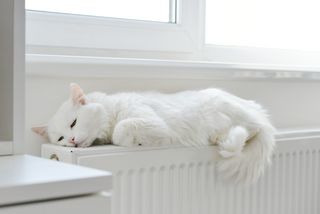 Ein weißer, flauschiger Kater genießt ein Nickerchen auf einer hellen Fensterbank. Das friedliche Bild betont die Ruhe und Gelassenheit, die Haustiere in einem Zuhause bringen können.